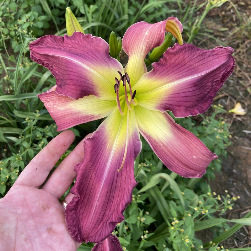 Simma Down Now Daylily from Oakes Daylilies