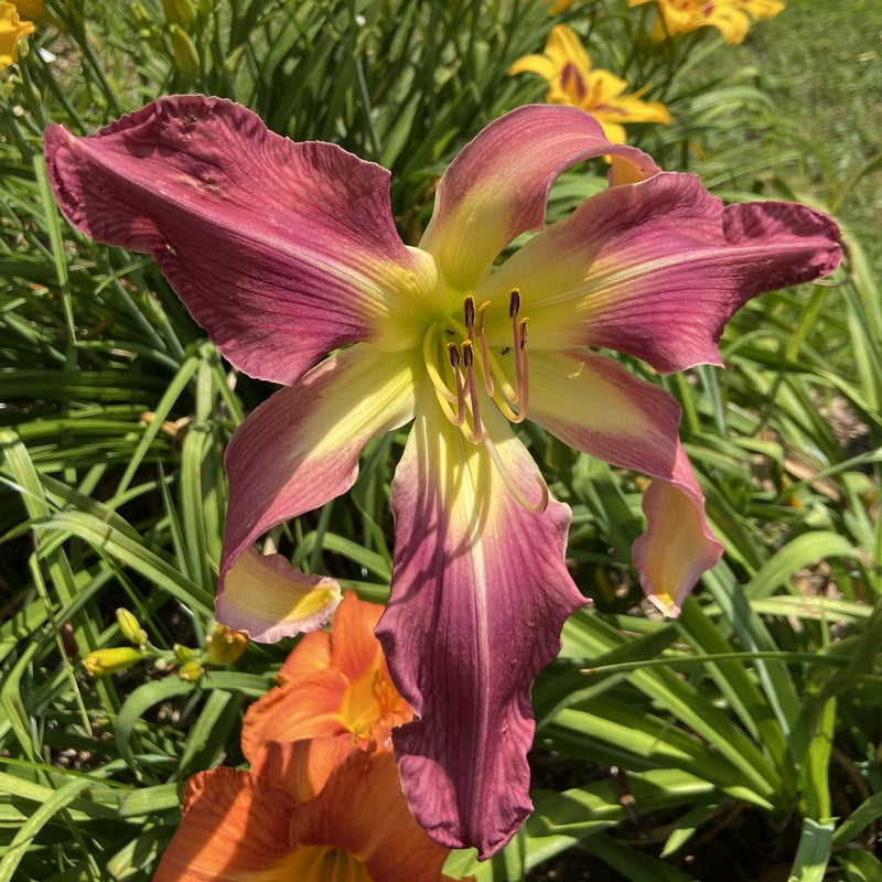 Simma Down Now Daylily from Oakes Daylilies