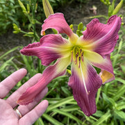 Simma Down Now Daylily from Oakes Daylilies