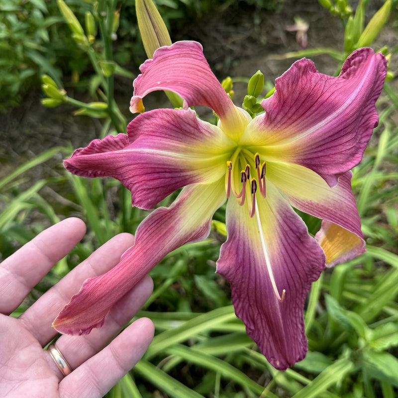Simma Down Now Daylily from Oakes Daylilies