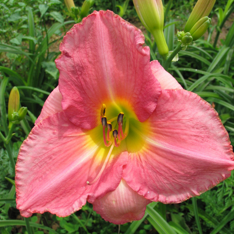 Simple Melody Daylily from Oakes Daylilies