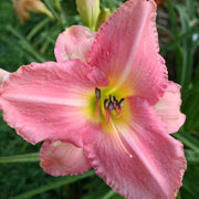 Simple Melody Daylily from Oakes Daylilies