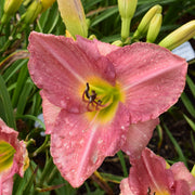 Simple Melody Daylily from Oakes Daylilies