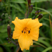 Sir Blackstem Daylily from Oakes Daylilies