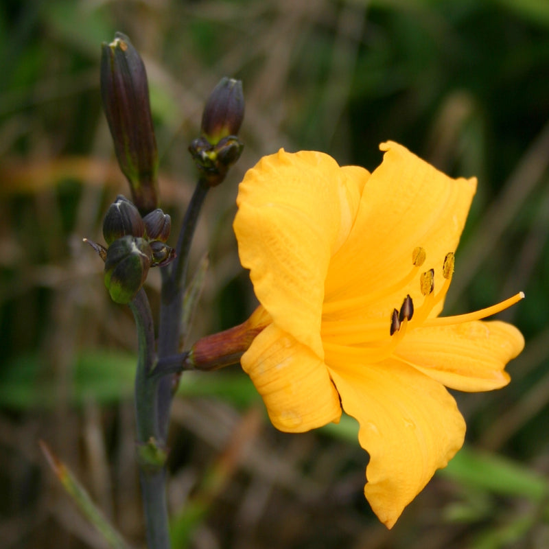 Sir Blackstem Daylily from Oakes Daylilies