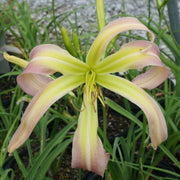 Skinwalker Daylily from Oakes Daylilies
