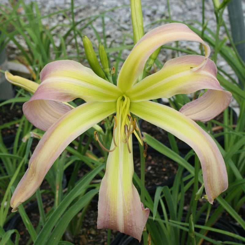 Skinwalker Daylily from Oakes Daylilies