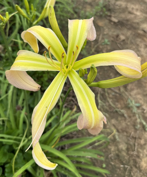 Skinwalker Daylily from Oakes Daylilies