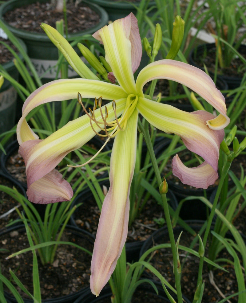 Skinwalker Daylily from Oakes Daylilies