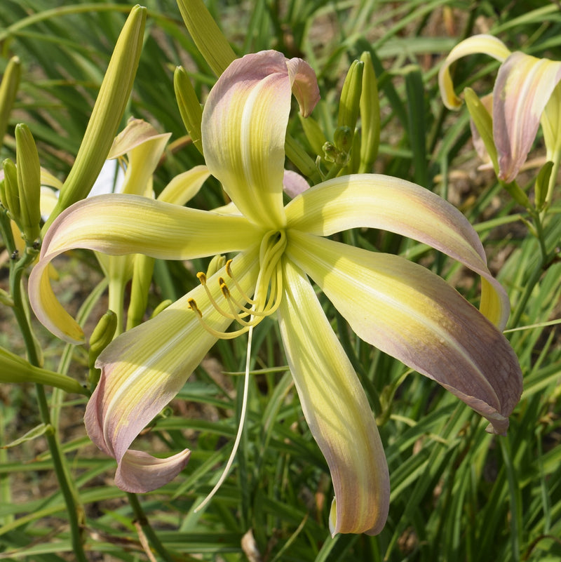 Skinwalker Daylily from Oakes Daylilies