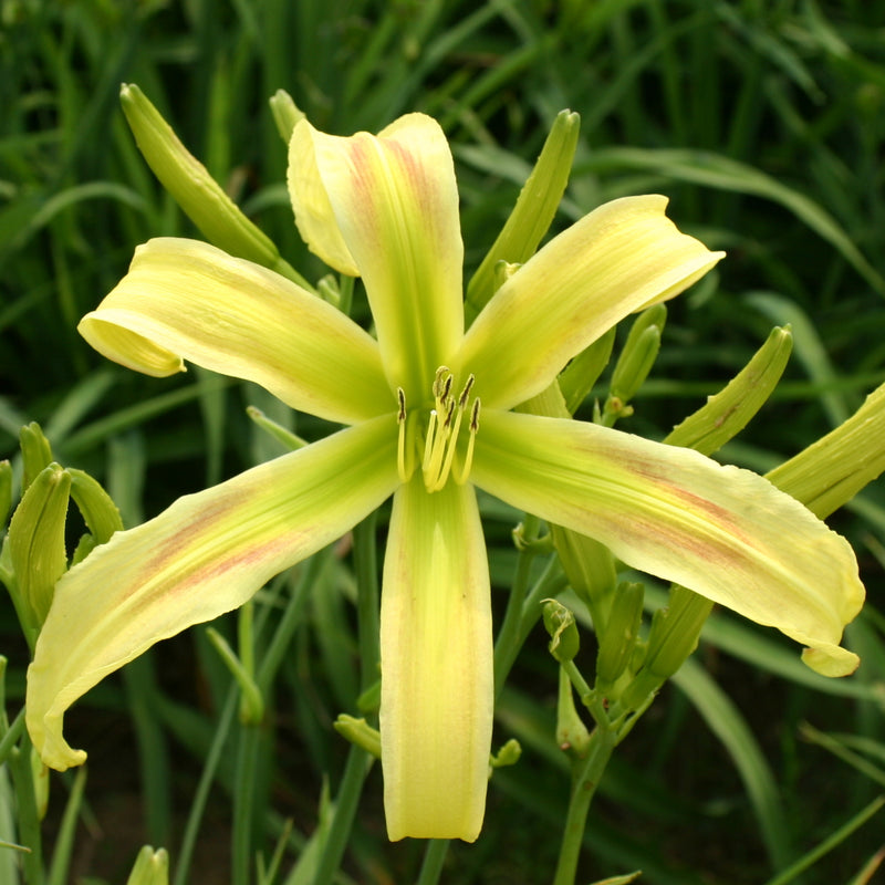 Slender Lady Daylily from Oakes Daylilies