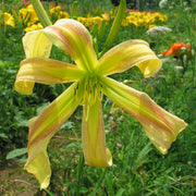 Slender Lady Daylily from Oakes Daylilies