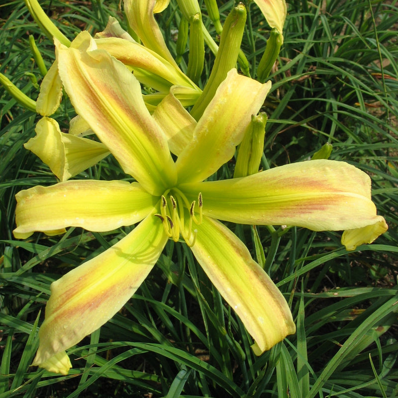 Slender Lady Daylily from Oakes Daylilies