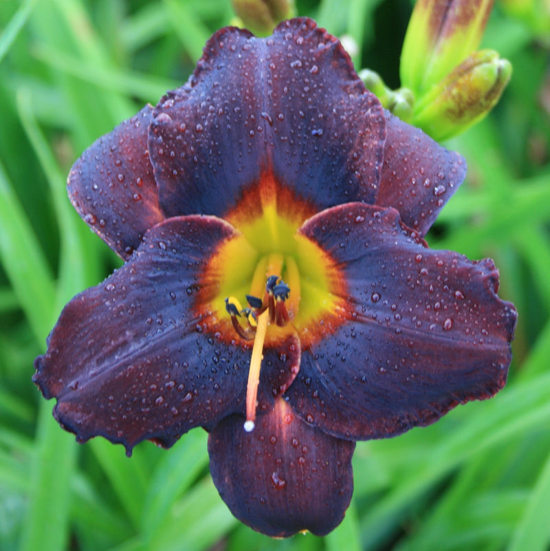 Smith Brothers Daylily from Oakes Daylilies