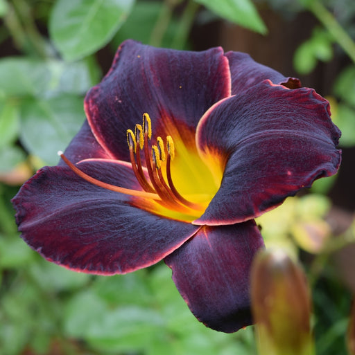 Smith Brothers Daylily from Oakes Daylilies