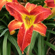 Smokerise Volcano Daylily from Oakes Daylilies