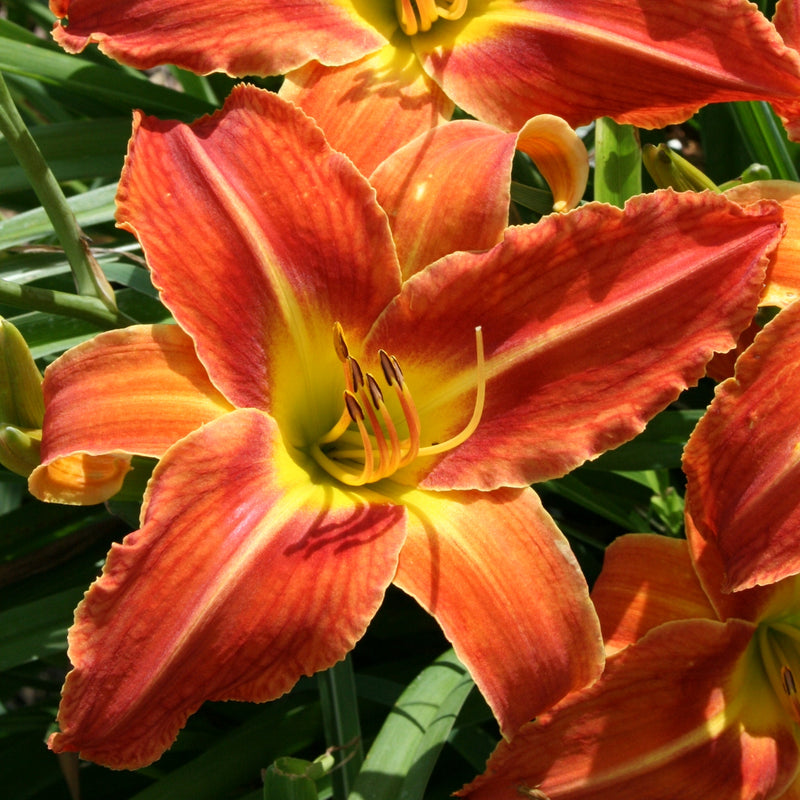 Smokerise Volcano Daylily from Oakes Daylilies