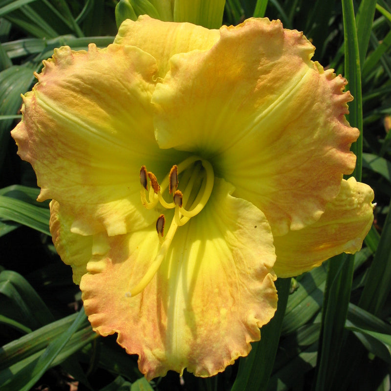 Smuggler's Gold Daylily from Oakes Daylilies