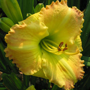 Smuggler's Gold Daylily from Oakes Daylilies