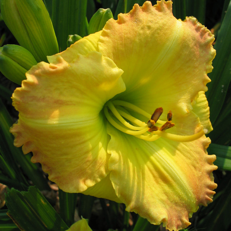 Smuggler's Gold Daylily from Oakes Daylilies