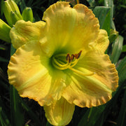 Smuggler's Gold Daylily from Oakes Daylilies