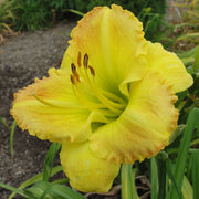 Smuggler's Gold Daylily from Oakes Daylilies