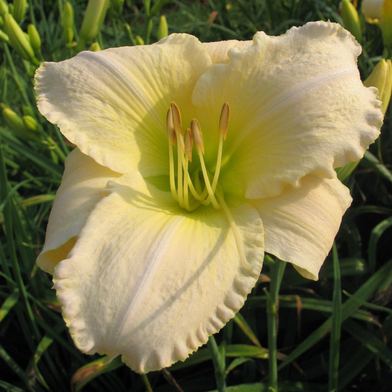 Snowy Apparition Daylily from Oakes Daylilies
