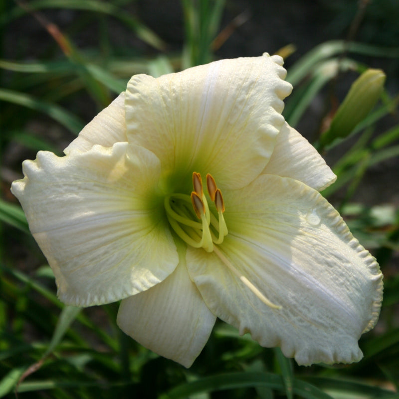 Snowy Apparition Daylily from Oakes Daylilies