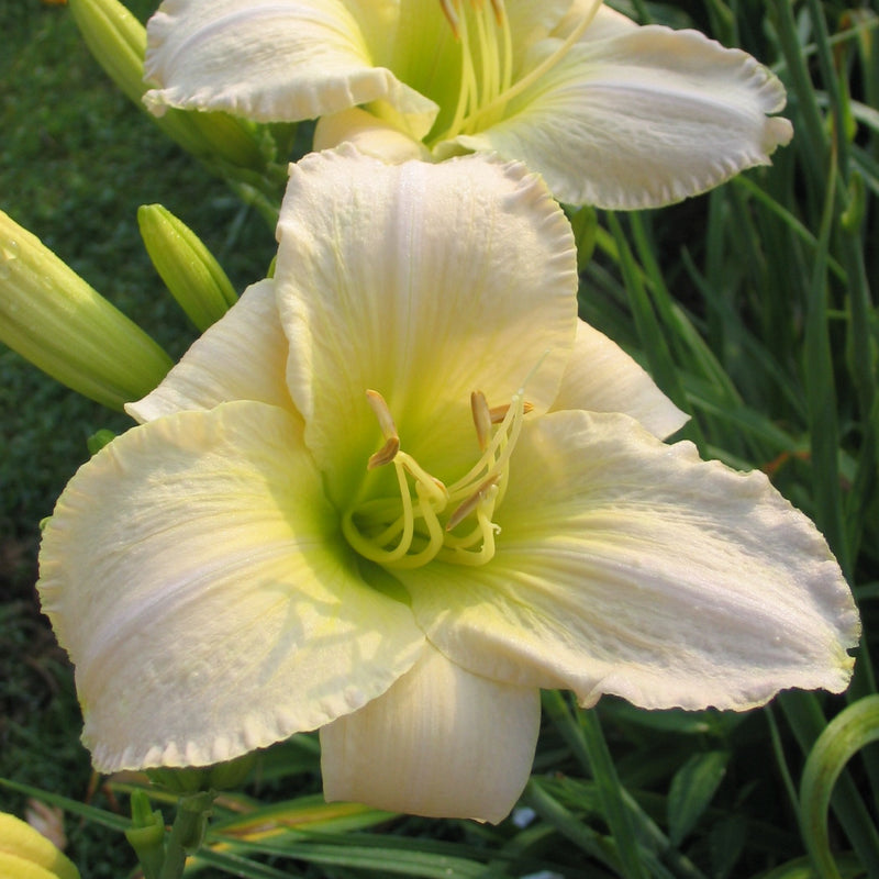 Snowy Apparition Daylily from Oakes Daylilies
