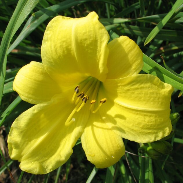 So Sweet Daylily from Oakes Daylilies