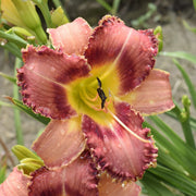 Sonoran Desert Rose Daylily from Oakes Daylilies