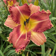 Sonoran Desert Rose Daylily from Oakes Daylilies