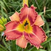 Sonoran Desert Rose Daylily from Oakes Daylilies