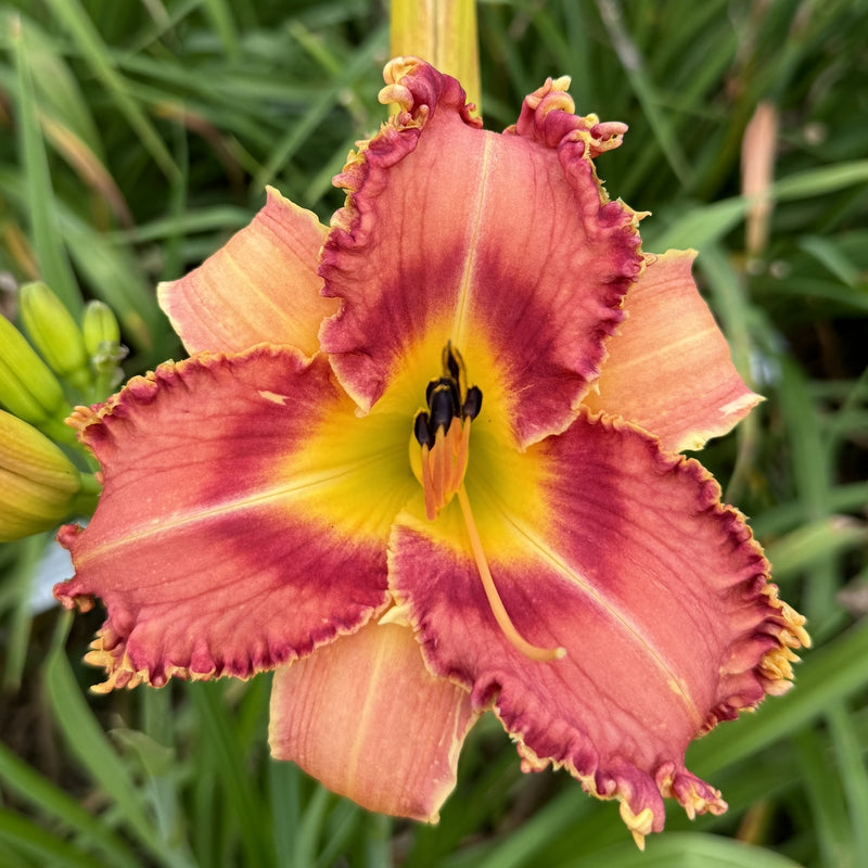 Sonoran Desert Rose Daylily from Oakes Daylilies