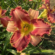 Sonoran Desert Rose Daylily from Oakes Daylilies