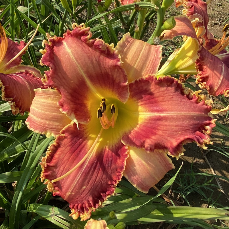 Sonoran Desert Rose Daylily from Oakes Daylilies