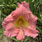 South Sea Enchantment Daylily from Oakes Daylilies