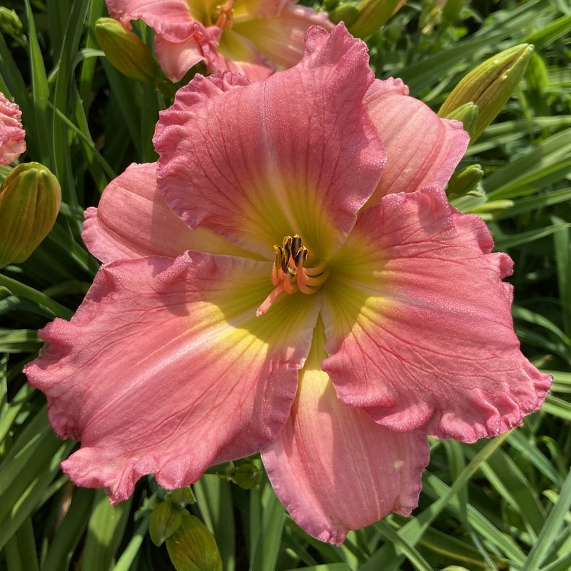 South Sea Enchantment Daylily from Oakes Daylilies