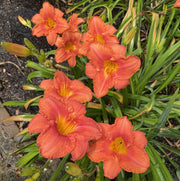 South Seas Daylily from Oakes Daylilies