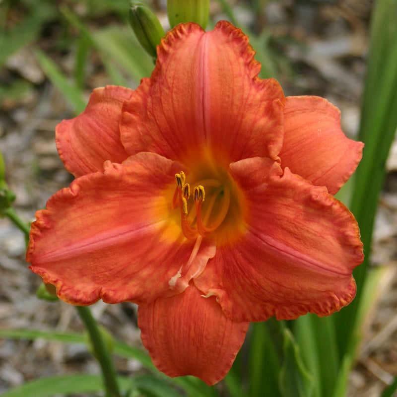 South Seas Daylily from Oakes Daylilies