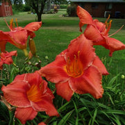South Seas Daylily from Oakes Daylilies