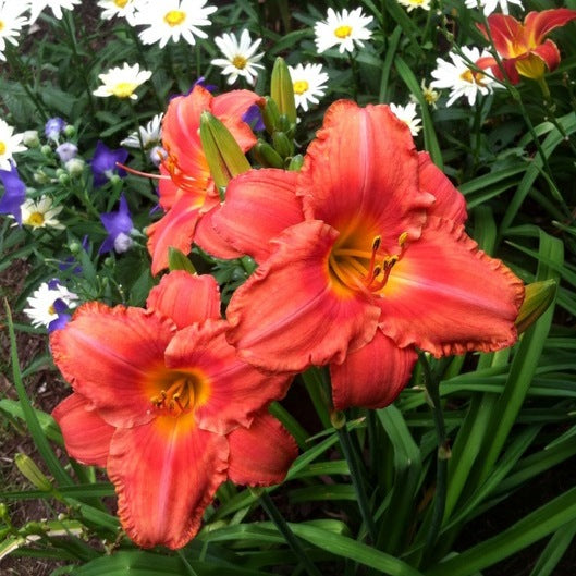 South Seas Daylily from Oakes Daylilies