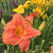 South Seas Daylily from Oakes Daylilies