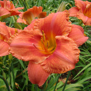 South Seas Daylily from Oakes Daylilies