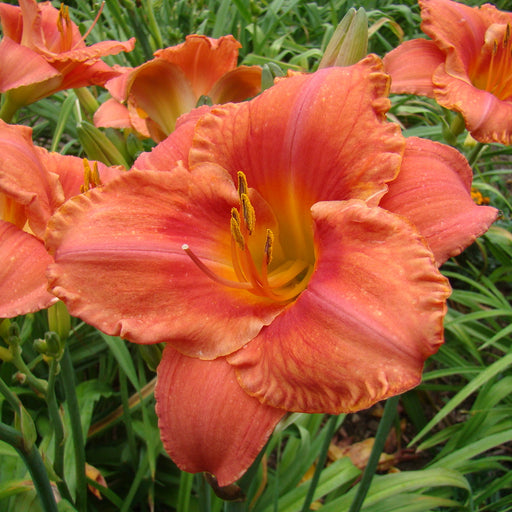 South Seas Daylily from Oakes Daylilies