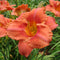 South Seas Daylily from Oakes Daylilies
