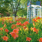 South Seas Daylily from Oakes Daylilies