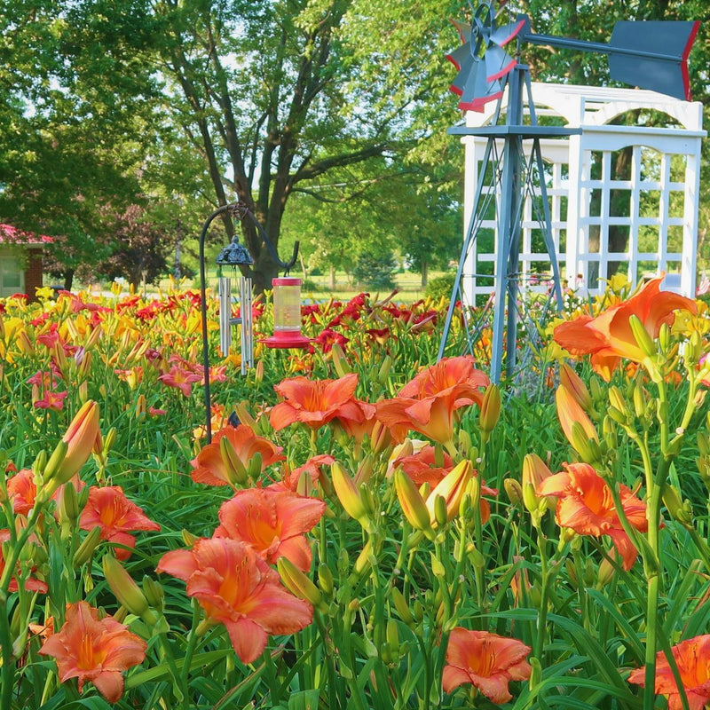 South Seas Daylily from Oakes Daylilies