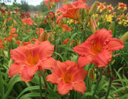 South Seas Daylily from Oakes Daylilies
