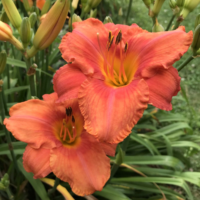 South Seas Daylily from Oakes Daylilies